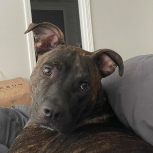 Meet your Posher, Clem.